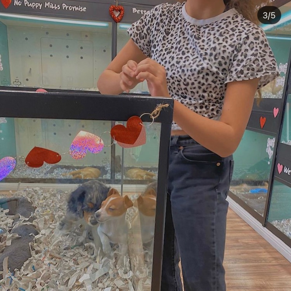 leopard top